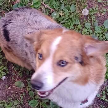 Rescue Corgi and Australian Shepherd Dogs for Adoption in Ada, Minnesota - Jack | PetCurious