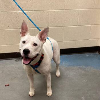 Mixed Breed Dogs Available for Adoption in Memphis, Tennessee - Phoenix | PetCurious