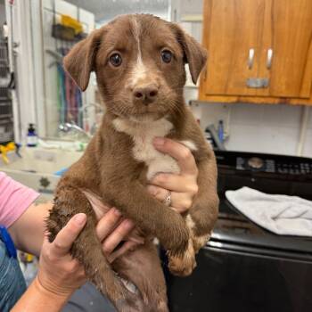 Trudy -  Australian Cattle Dog Blue Heeler Dog for Adoption in Evensville, Tennessee - Trudy | PetCurious