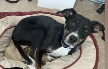 Rescue Mixed Breed Dogs for Adoption in Pontiac, Michigan - ***PLEASE READ FULL DESCRIPTION** Bentley | PetCurious