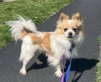 Chihuahua Dogs Available for Adoption in Waterbury, Connecticut - Doc | PetCurious