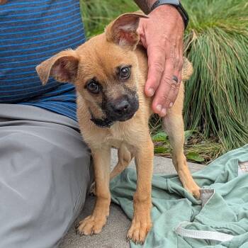 Rescue German Shepherd Dog and Terrier Dogs for Adoption in Minneapolis, Minnesota - Torie | PetCurious