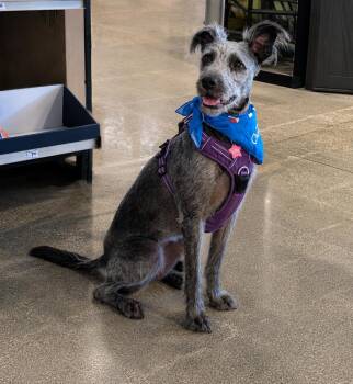 Luna -  Schnoodle Dog for Adoption in Hoffman Estates, Illinois - Luna | PetCurious