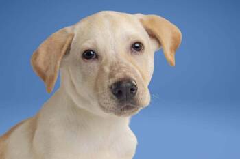 Stephanie -  Labrador Retriever Dog for Adoption in Wolcott, Connecticut - Stephanie | PetCurious