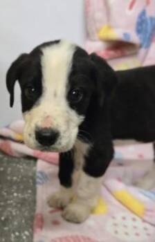 Mixed Breed Dogs Available for Adoption - Clutch | PetCurious