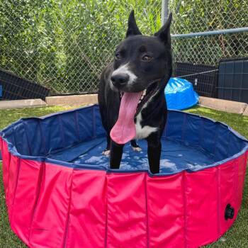 Mixed Breed Dogs Available for Adoption in Galveston, Texas - Ziggy | PetCurious