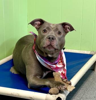 Pit Bull Terrier Dogs Available for Adoption in Hazlet, New Jersey - Belle | PetCurious