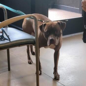Wiggles -  Pit Bull Terrier Dog for Adoption in Baltimore, Maryland - Wiggles | PetCurious