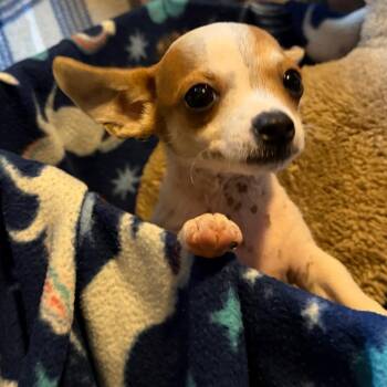 Gumball -  Chihuahua and Terrier Dog for Adoption in Kansas City, Missouri - Gumball | PetCurious