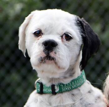 Shih Tzu Dogs Available for Adoption in Kansas City, Kansas - George (AO36578) | PetCurious