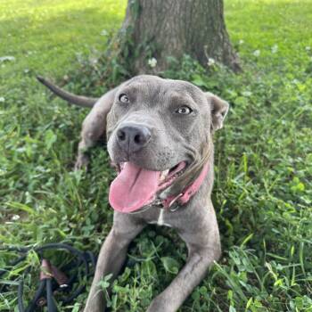Delta -  American Staffordshire Terrier Dog for Adoption in Franklin, Tennessee - Delta | PetCurious