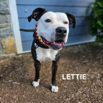 Lettie -  Pit Bull Terrier Dog for Adoption in Madisonville, Tennessee - Lettie | PetCurious