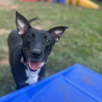 Mixed Breed Dogs Available for Adoption - Lyla | PetCurious