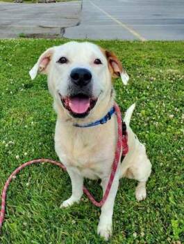 Chubbs -  Boxer and American Bulldog Dog for Adoption in Williamsport, Pennsylvania - Chubbs | PetCurious