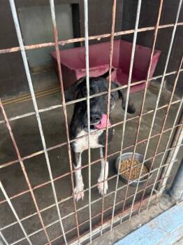 Cluster -  Pit Bull Terrier Dog for Adoption in Russellville, Kentucky - Cluster | PetCurious