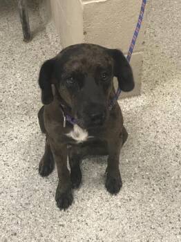 A431571 -  Catahoula Leopard Dog and Mixed Breed Dog for Adoption in Conroe, Texas - A431571 | PetCurious