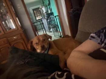 Cookie -  Chihuahua and Mixed Breed Dog for Adoption in Chattanooga, Tennessee - Cookie | PetCurious