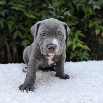 Do-Si-Joe 10-0203 -  Pit Bull Terrier and Mixed Breed Dog for Adoption in Tyrone, Georgia - Do-Si-Joe 10-0203 | PetCurious