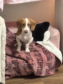 Dachshund Dogs Available for Adoption in Lakeland, Florida - Lando | PetCurious