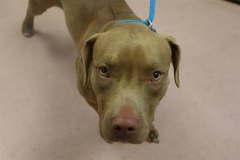 CHANNEL -  Mixed Breed Dog for Adoption in Columbia, South Carolina - CHANNEL | PetCurious