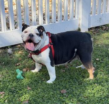 Fiona -  English Bulldog Dog for Adoption - Fiona | PetCurious