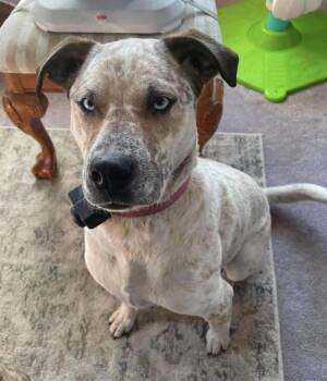 Turbo -  Cattle Dog Dog for Adoption in Brooks, Maine - Turbo | PetCurious