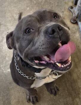 Toad -  Staffordshire Bull Terrier Dog for Adoption in Saint Clairsville, Ohio - Toad | PetCurious