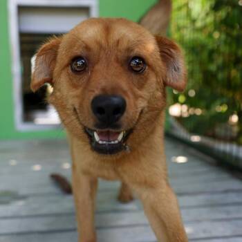 Mixed Breed Dogs Available for Adoption in Bradenton, Florida - Kovu | PetCurious