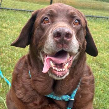 Moose -  Labrador Retriever Dog for Adoption in York, Pennsylvania - Moose | PetCurious