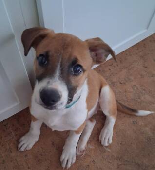 Turkey * -  Mountain Cur Dog for Adoption in Brooklyn Center, Minnesota - Turkey * | PetCurious