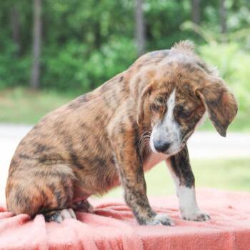 Mixed Breed Dogs Available for Adoption in Groveland, Massachusetts - Peter Cottontail | PetCurious