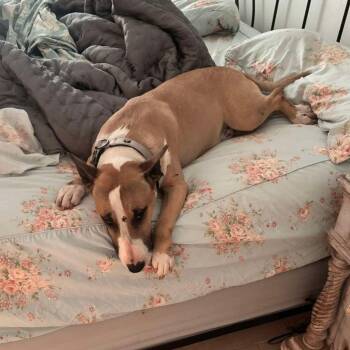 Bull Terrier Dogs Available for Adoption in Glenwood, Arkansas - Cali | PetCurious