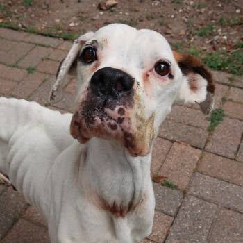 Boxer and Mixed Breed Dogs Available for Adoption in Pearland, Texas - Pretty Lady | PetCurious