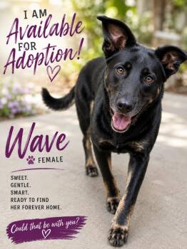 Wave -  Mixed Breed Dog for Adoption in Shelbyville, Tennessee - Wave | PetCurious