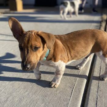 Corgi and Jack Russell Terrier Dogs Available for Adoption - Huntsman | PetCurious