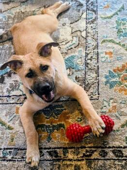 Porkchop -  Shepherd Dog for Adoption in Shawnee, Oklahoma - Porkchop | PetCurious