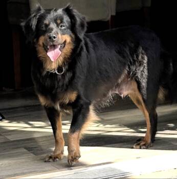 Australian Shepherd Dogs Available for Adoption - Mia | PetCurious