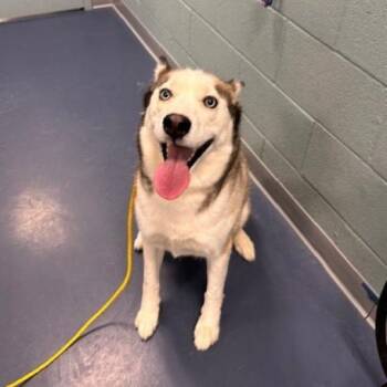 Husky Dogs Available for Adoption in Greensboro, North Carolina - Bently | PetCurious