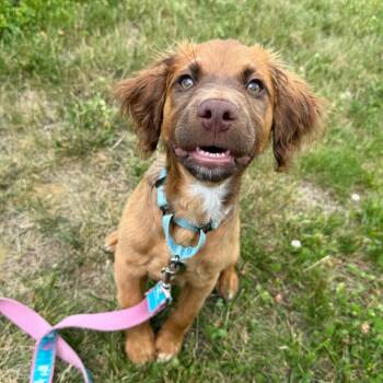 Halo (FKA Sawyer) -  Mixed Breed Dog for Adoption in Wilmington, Delaware - Halo (FKA Sawyer) | PetCurious