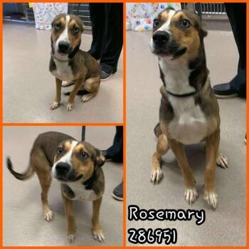 Rescue Siberian Husky and Mixed Breed Dogs for Adoption in Macon, Georgia - ROSEMARY | PetCurious