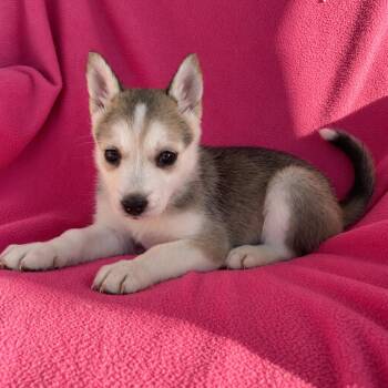 Smokey -  Siberian Husky and German Shepherd Dog Dog for Adoption in Tucson, Arizona - Smokey | PetCurious