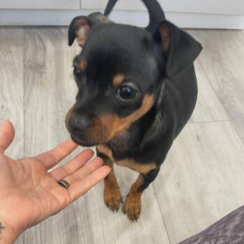 Chihuahua and Pug Dogs Available for Adoption in Los Angeles, California - Lark | PetCurious