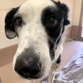 Trouble -  Mixed Breed Dog for Adoption in Reno, Nevada - Trouble | PetCurious