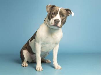 Pit Bull Terrier Dogs Available for Adoption - NOVA | PetCurious