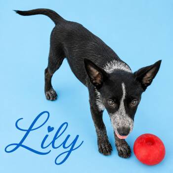 Lily -  Australian Cattle Dog Blue Heeler Dog for Adoption in South Elgin, Illinois - Lily | PetCurious