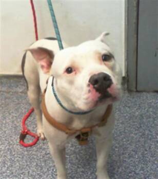 Pit Bull Terrier Dogs Available for Adoption in Charlotte, North Carolina - REBA | PetCurious