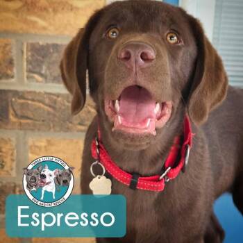 Chocolate Labrador Retriever and Labrador Retriever Dogs Available for Adoption - Espresso Coffee | PetCurious
