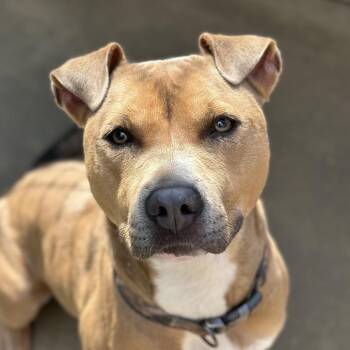 Mixed Breed Dogs Available for Adoption - Myers 5090 | PetCurious