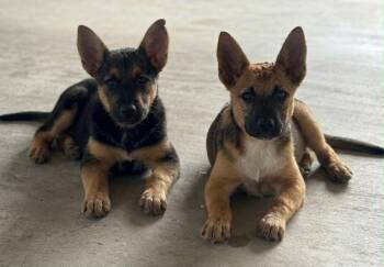 German Shepherd Dog Dogs Available for Adoption in New Haven, Connecticut - Bert And Bertha | PetCurious