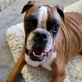 Canelo (Hopps) -  Boxer Dog for Adoption in Woodinville, Washington - Canelo (Hopps) | PetCurious